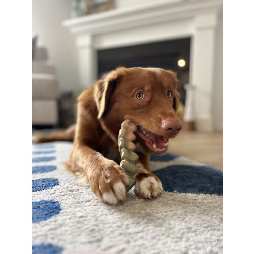 Nylabone Nylabone P 1