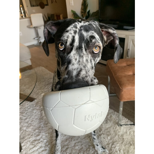 Nylabone Nylabone P 1