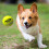 Nerf Nerf Dog Tennis Ball Blaster Brinquedo para ces Blaster translcido de 12 polegadas com 3 bolas 3