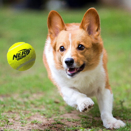 Nerf Nerf Dog Tennis Ball Blaster Brinquedo para ces Blaster translcido de 12 polegadas com 3 bolas 2