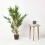 Homescapes Homescapes Green 3ft Bamboo Tree Artificial Plant with Pot, 95 cm 6