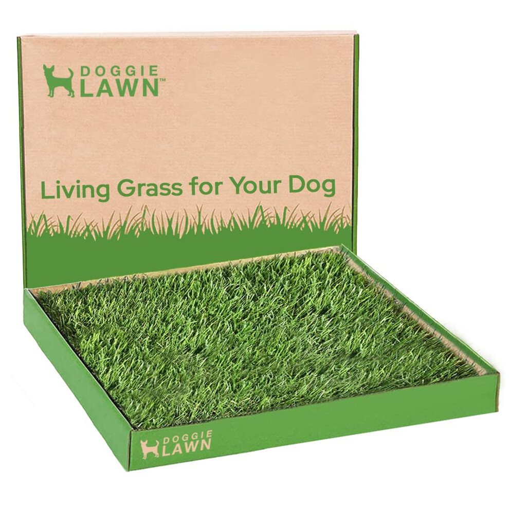 DoggieLawn Real Grass Puppy Pee Pads- 24 x 24 Inches - Perfect Indoor Litter Box for Dogs - No Mess  Easy-to-Use - Potty Training for Pets - Eco-Frien
