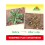 Neudorff 613818 WeedFree Plus Concentrated Weedkiller 1020ML 5