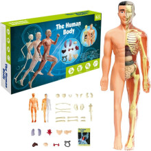 (A) Human Anatomy for Kids,Removable Skeleton Model and Torso Human Body for Kids,Scientific sSkeleton Educational Toys Gifts