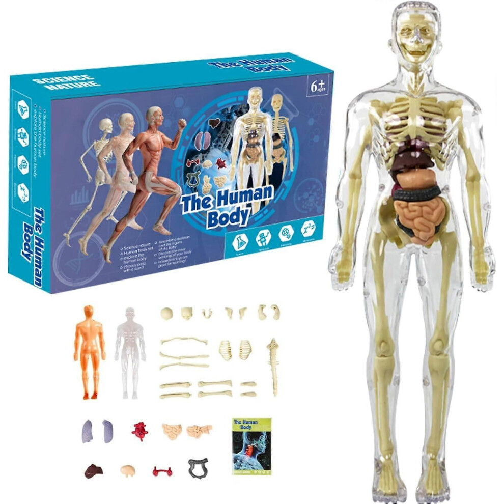 (B) Human Anatomy for Kids,Removable Skeleton Model and Torso Human Body for Kids,Scientific sSkeleton Educational Toys Gifts