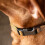 Carhartt Carhartt Collar de Perro Unisex, Negro, L 5