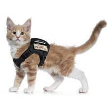 Arn?s t?ctico para Gatos para Caminar a Prueba de Escapes, arn?s de Malla Suave Ajustable para Mascotas para Gatos Grandes y Perros peque?os