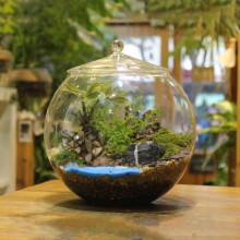 Glass Terrarium Sealed Storage Jar Planter Jar for Living Room Kitchen Nuts