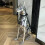 Dobermann Hund Kunst Tier Statuen Figur Zimmerdekoration 1