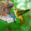 White Bird Feeders Automatic Parrot Feeder Drinker Seed Food Container Κλουβί για μικρούς και μεσαίους παπαγάλους 7