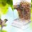 White Bird Feeders Automatic Parrot Feeder Drinker Seed Food Container Κλουβί για μικρούς και μεσαίους παπαγάλους 5