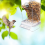White Bird Feeders Automatic Parrot Feeder Drinker Seed Food Container Κλουβί για μικρούς και μεσαίους παπαγάλους 6