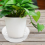 Pacote com 4 pires transparentes para plantas, pires de plástico de 12 polegadas, bandeja mais grossa, vaso de flores para jardim interno e externo 10