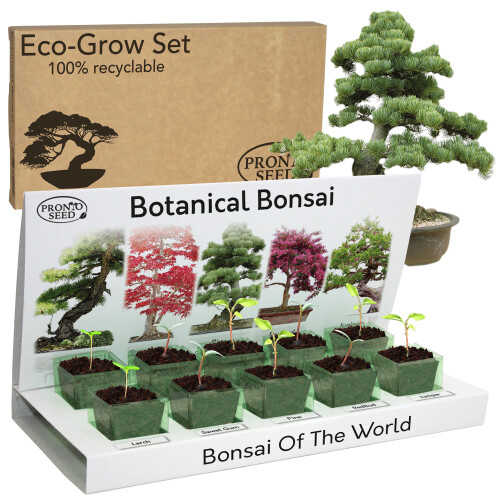 Bonsai Tree Kit, Grow Your own Bonsai, Includes 5 Bonsai Varieties