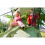 EXIT TOYS EXIT Ivy outdoor playset with slide and swing set 4
