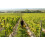 Chapel Down Brut NV (Pack of 6) 5