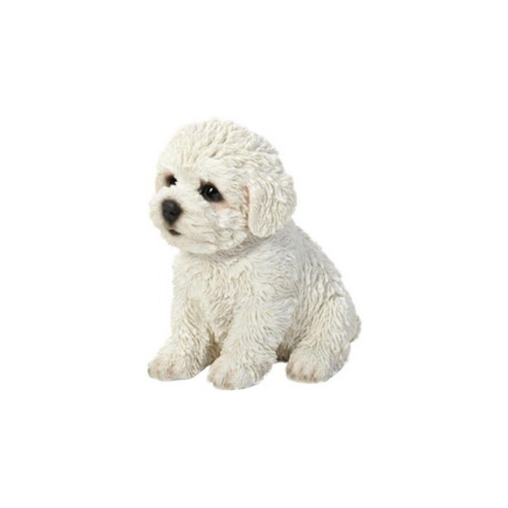 Chiot Bichon Frisé assis