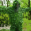 Combinaisons de chasse 3D camouflage feuille jungle cachée 1
