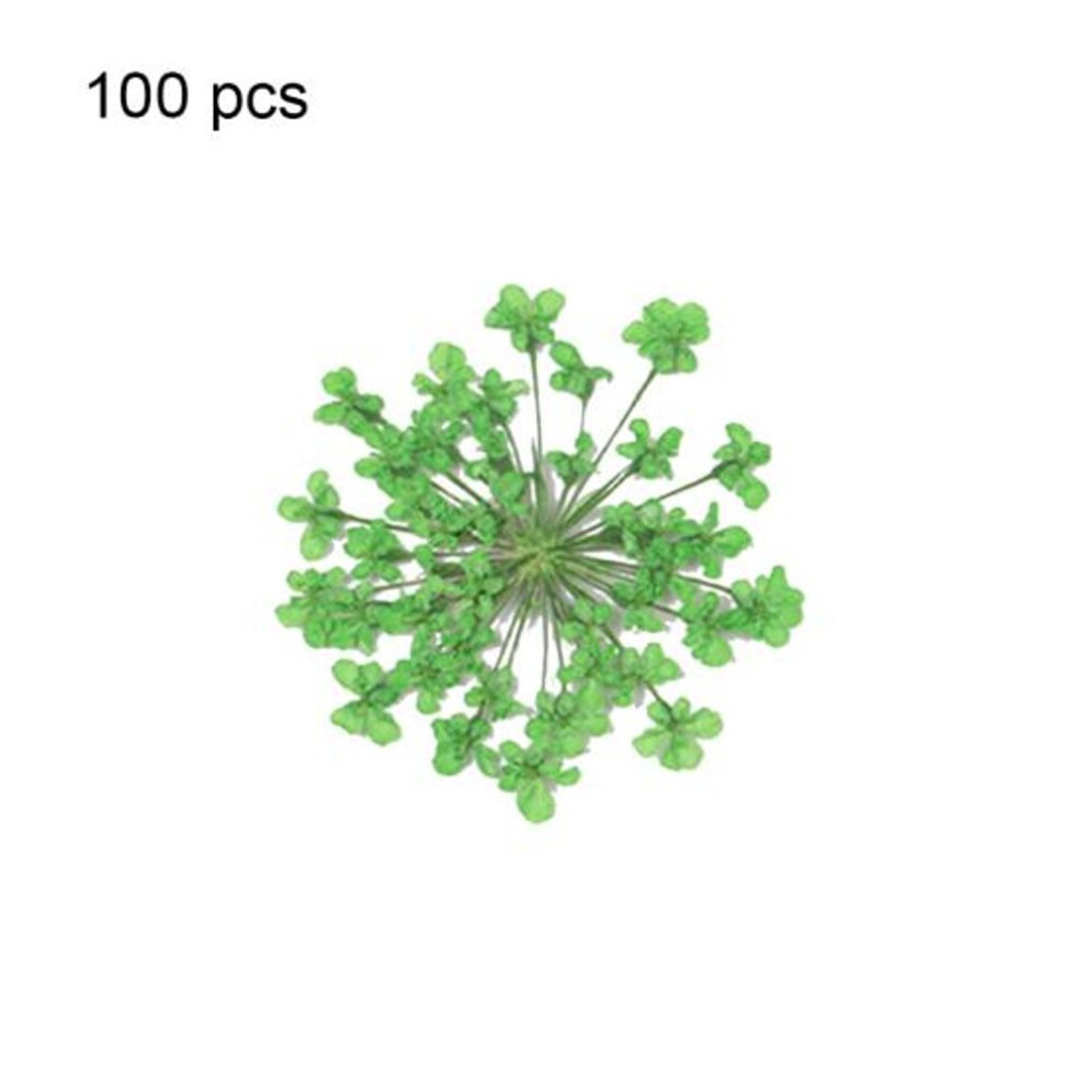 (green) 100Pcs Pressed Dried Majus Ammi Nail Flower Epoxy Resin Phone Craft DIY Decor