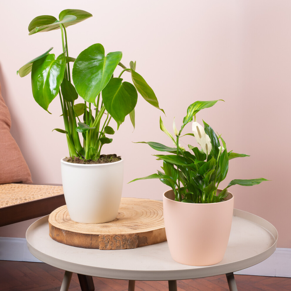 Leaf and Bloom House Plant Bundle - Monstera and Peace Lily Indoor Plant Mix