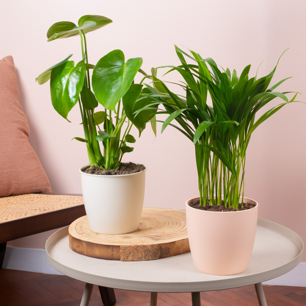 Tropical Duo House Plant Bundle - Monstera and Areca Palm Indoor Plant Mix