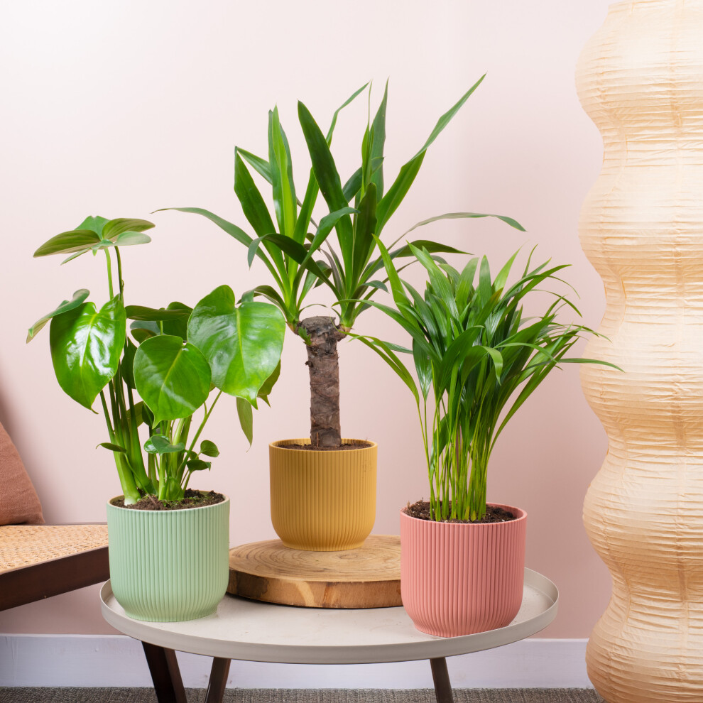 Gardeners Dream Urban Jungle House Plant Bundle - Monstera, Yucca, Areca Palm Indoor Plant Mix