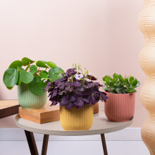 Easy Care Vibrant House Plant Bundle - Low Maintenance Indoor Plant Mix