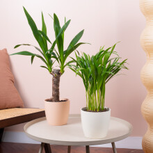Indoor Oasis House Plant Bundle - Spineless Yucca, Areca Palm Indoor Plant Mix