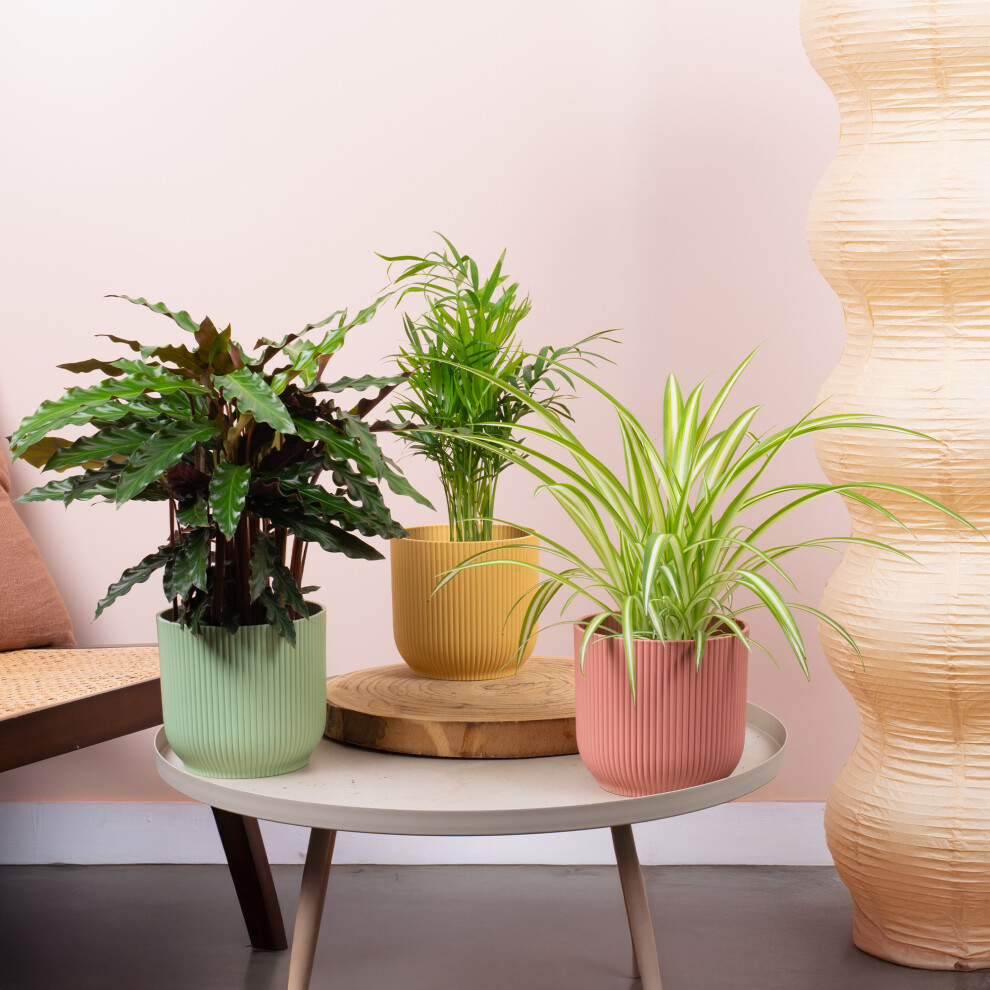 Pet Safe House Plant Bundle - Calathea Elgergrass, Parlour Palm, Spider Plant