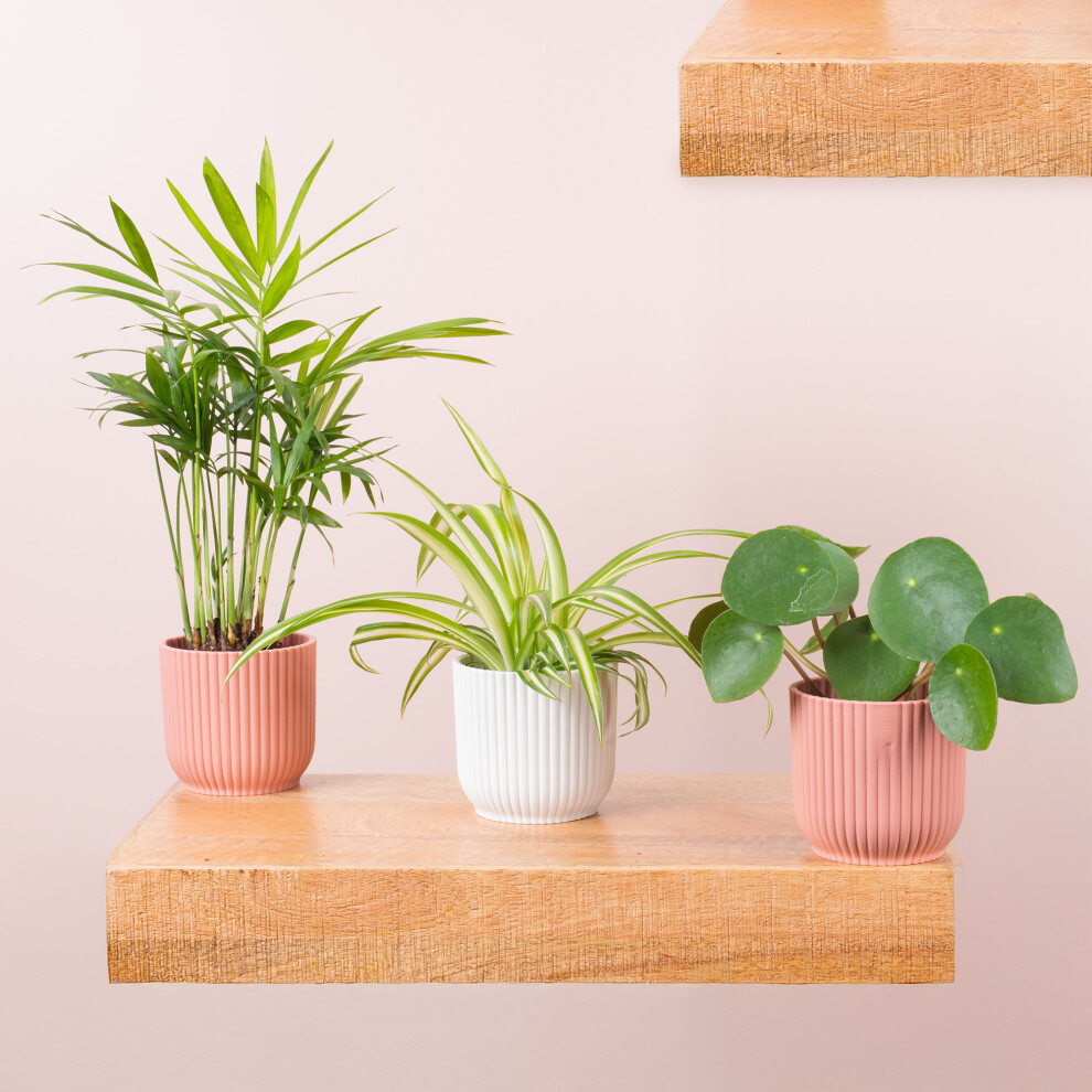 Fur Friendly House Plant Bundle, Chinese Money Plant, Spider Plant, Parlour Palm