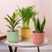 Easy Care Tropical House Plant Bundle - Low Maintenance Indoor Plant Mix