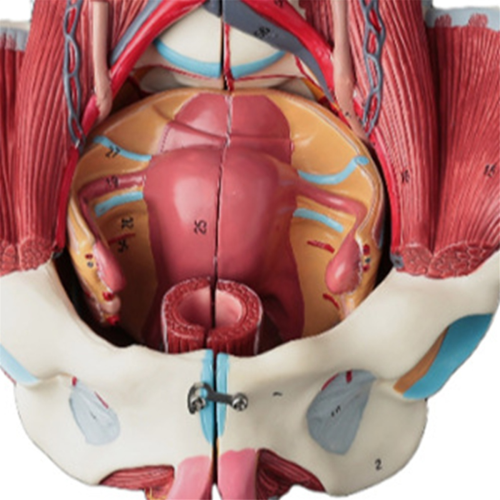 Modelo de anatomia da pelve feminina desmontado em PVC 1