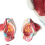 Modelo de anatomia da pelve feminina desmontado em PVC 4