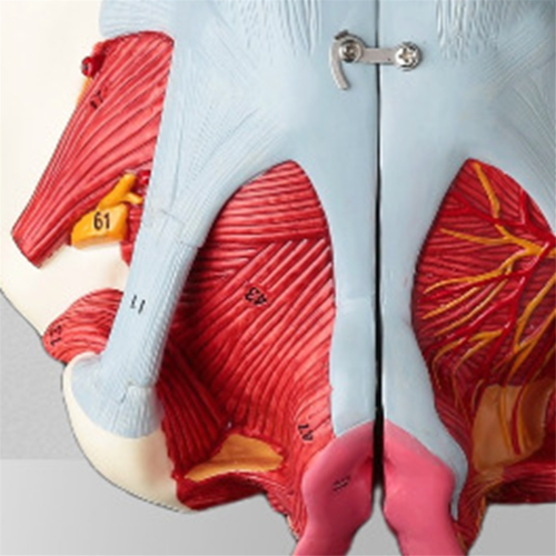Modelo de anatomia da pelve feminina desmontado em PVC 2