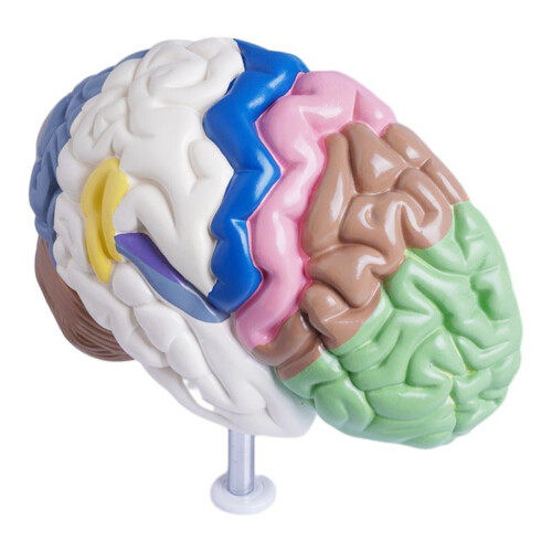Modèle anatomique du cerveau en 4 parties - 3B Smart Anatomy - 1000224