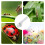 Magnifying Quick Release Worm Catcher Insects Catching Tool 5
