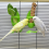 Bird Cage Feeding Rack Vegetable Fruit Cuttlefish Skeleton 3