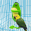 Bird Cage Feeding Rack Vegetable Fruit Cuttlefish Skeleton 7