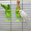 Bird Cage Feeding Rack Vegetable Fruit Cuttlefish Skeleton 2