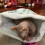 Crinkle Effect Cat Toy Bed Tunnel Pet Kitten Interactive Sensory Play 2