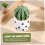 8 τμχ Cactus Micro Landscape Plant House Miniature σε γλάστρα Τεχνητά φυτά κάκτου 7