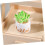 8 τμχ Cactus Micro Landscape Plant House Miniature σε γλάστρα Τεχνητά φυτά κάκτου 8