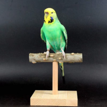 Bird Perch Table Stand Natural Wood Branch T-shape Bar Grindi