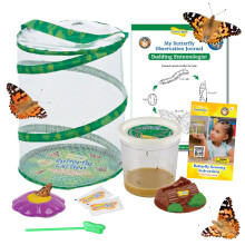Insect Lore Butterfly Garden | Original 12"""" levested og kop levende babylarver | Life Science & STEM Education Kit