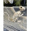 Crazy Bonez Skelett Eichh   rnchen 5