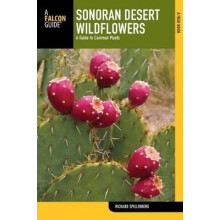 Sonoran Desert Wildflowers