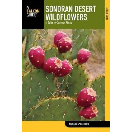 Sonoran Desert Wildflowers