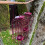 Selections Squirrel Proof Hanging Bird Nut Feeder (Set of 2) 2