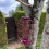 Selections Squirrel Proof Hanging Bird Nut Feeder (Set of 2) 4