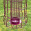 Selections Squirrel Proof Hanging Bird Nut Feeder (Set of 2) 6
